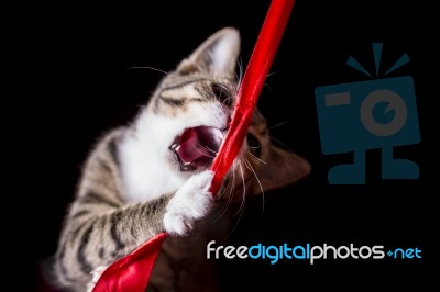A Cute Kitten Catching A Red Lint In Midair Stock Photo