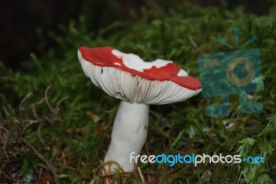 A Damaged Toadstool Stock Photo