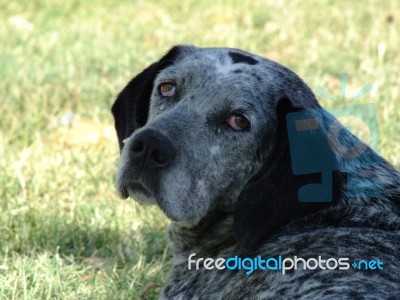 A Dog Sitting In The Street In The Summer Stock Photo