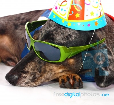 A Dog's Life Having Fun At A Party Stock Photo
