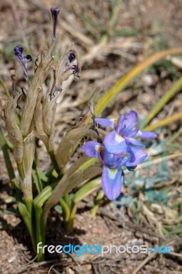 A Dwarf Iris, Barbary Nut, (gynandriris Sisyrinchium) Flowering Stock Photo