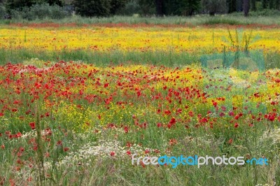 A Field Of Spring Flowers In Castiglione Del Lago Province Of Perugia Stock Photo