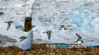 A Flock Of Turnstones (arenaria Interpres) Flying Along The Beac… Stock Photo