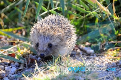 A Hedgehog In The Nature Stock Photo