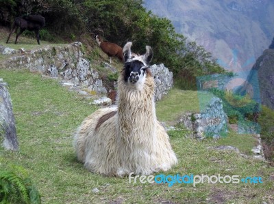 A Llama At Machu Picchu, Peru Stock Photo