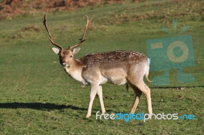 A Lonely Stag Stock Photo