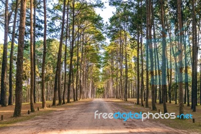 A Long Straight Road In Forest Stock Photo