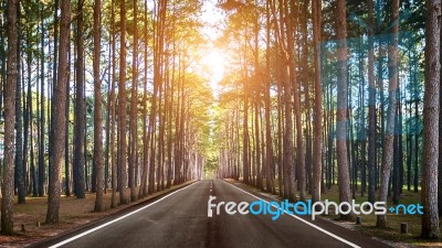 A Long Straight Road In Forest Stock Photo