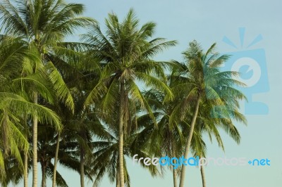 A Lot Of Green Palm Trees On The Background Of The Blue Sky. Tro… Stock Photo