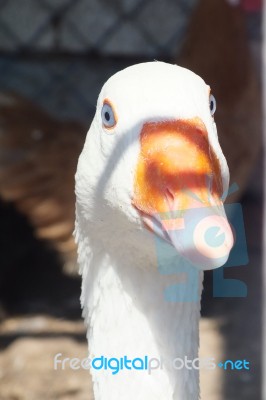 A Lovely Duck In The Lake Stock Photo