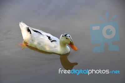 A Lovely Duck In The Lake Stock Photo