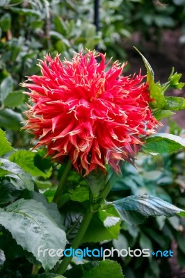 A Magnificent Red Dahlia In Butchart Gardens Stock Photo