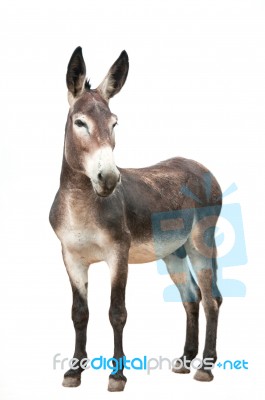 A Male Donkey On White Background Stock Photo