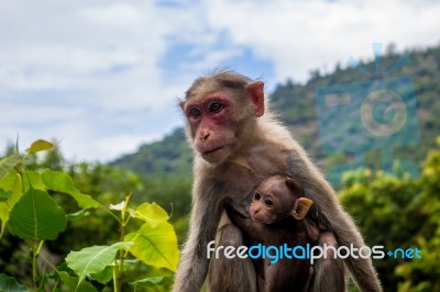 A Monkey And Its Baby Stock Photo