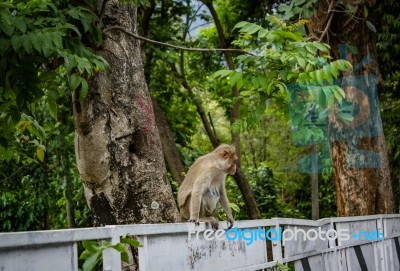 A Monkey Sitting On The Side Of The Road Stock Photo