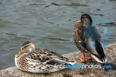 A Pair Of Mallards (anas Platyrhynchos) Stock Photo