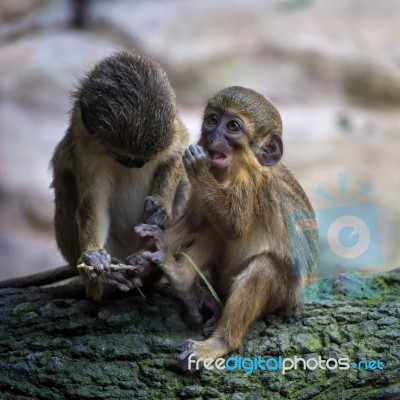 A Pair Of Talapoin Monkeys (miopithecus Talapoin) In The Bioparc… Stock Photo