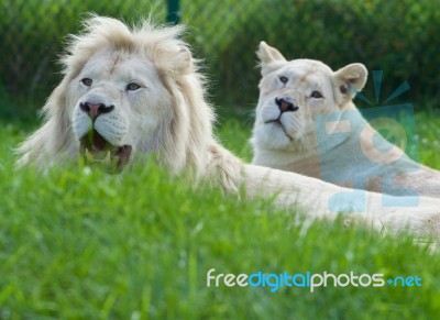 A Pair Of The Beautiful And Dangerous White Lions Stock Photo