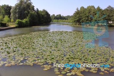 A River Of Water Lilies Stock Photo