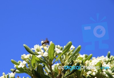 A Small Wasp Stock Photo