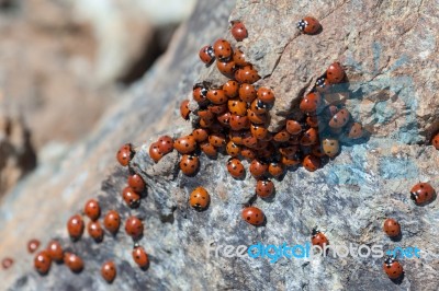 A Swarm Of Ladybirds (coccinellidae) Stock Photo