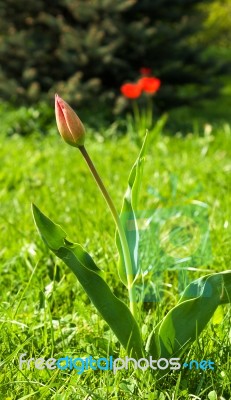 A Tulip Bud On A Sunny Spring Day Stock Photo