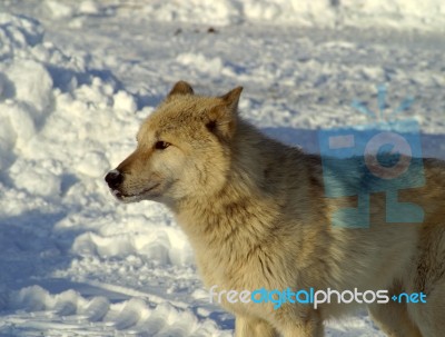 A White Wolf In The Snow Stock Photo