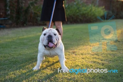 A Woman Walking In City Park With English Bulldog Stock Photo