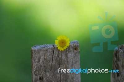 A Yellow Daisy On A Tree With Green And Blur Background Stock Photo