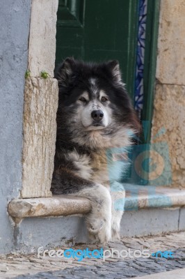 Abandoned Dog In The City Stock Photo