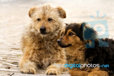 Abandoned Street Dogs Stock Photo