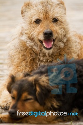 Abandoned Street Dogs Stock Photo Abandoned Street Dogs Stock Photo