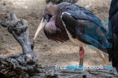 Abdim's Stork At The Bioparc In Fuengirola Stock Photo