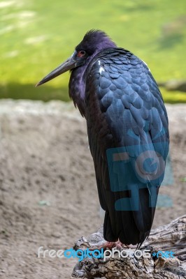 Abdim's Stork At The Bioparc In Fuengirola Stock Photo Abdim's Stork At The Bioparc In Fuengirola Stock Photo