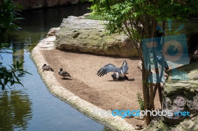 Abdim's Stork Mating In The Bioparc Fuengirola Stock Photo