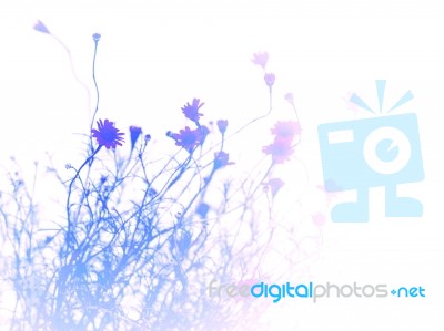 Abstract Background From Small Pretty  Daisy Flower , Blue Color… Stock Photo