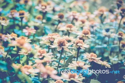 Abstract Floral Background, Daisy Flowers, Soft Focus Stock Photo