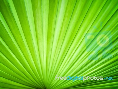 Abstract Image Of Leaves Stock Photo