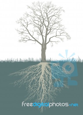 Abstract Walnut Tree With Roots Stock Image