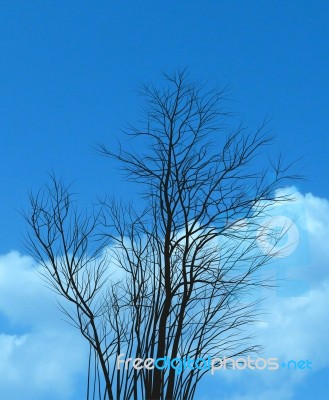 Acacia, A Group Of Young Trees On A Background Of The Sky Stock Image