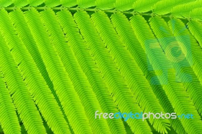 Acacia Leaves Stock Photo