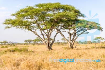 Acacia Tree In Open African Savannah Stock Photo