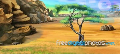 Acacia Tree Near The Rocky Mountains In A Summer Day Stock Image