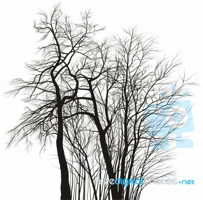 Acacia Trees - Black And White Drawing Stock Image