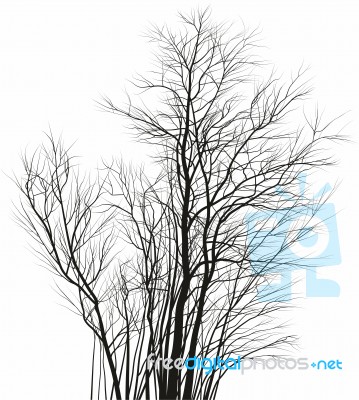 Acacias, A Group Of Young Trees Stock Image