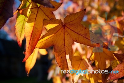 Acer Palmatum Leaves Stock Photo