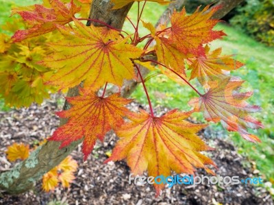 Acer Shirasawanum Cv Aureum In Autumn Colours Stock Photo