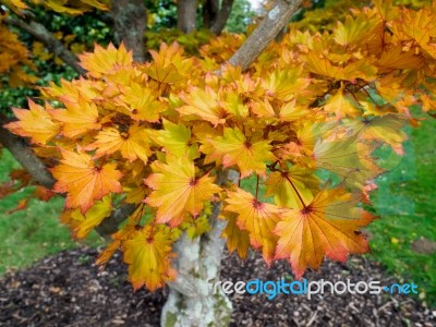 Acer Shirasawanum Cv Aureum In Autumn Colours Stock Photo
