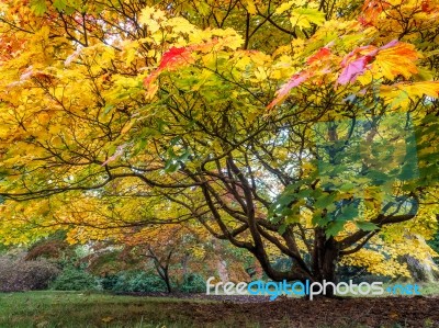 Acer Soccharinum Tree In Autumn Stock Photo