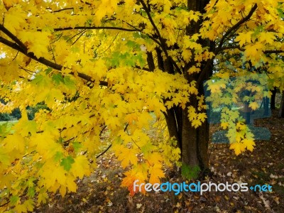 Acer Soccharinum Tree In Autumn Stock Photo